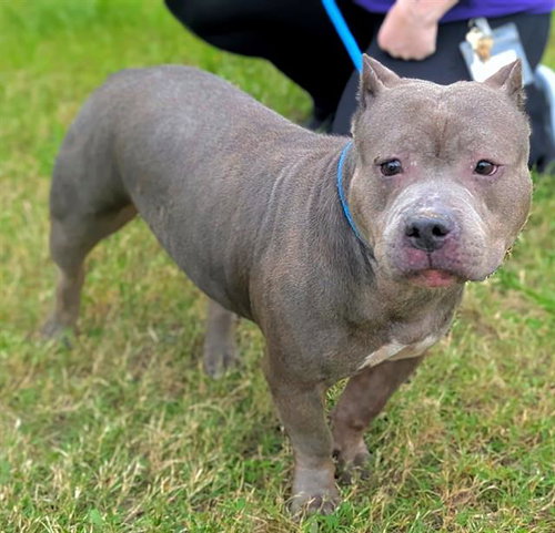 BELLA - American Staffordshire Terrier available for adoption