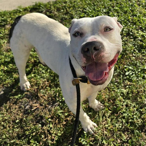 picture of the dog needing adoption