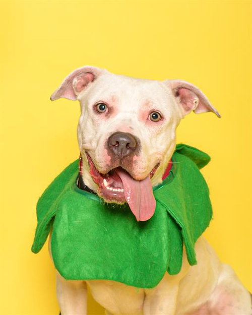 KELLY - American Staffordshire Terrier for adoption in Fort Lauderdale
