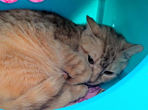 MICKEY - Domestic Short Hair available for adoption