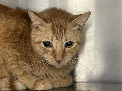MICKEY - Domestic Short Hair available for adoption