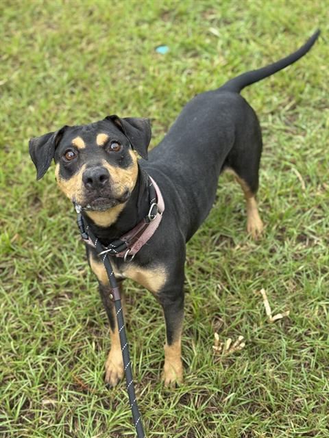 picture of the dog needing adoption