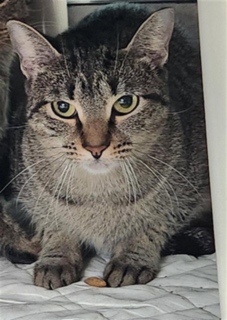 HAZELNUT - Domestic Short Hair available for adoption