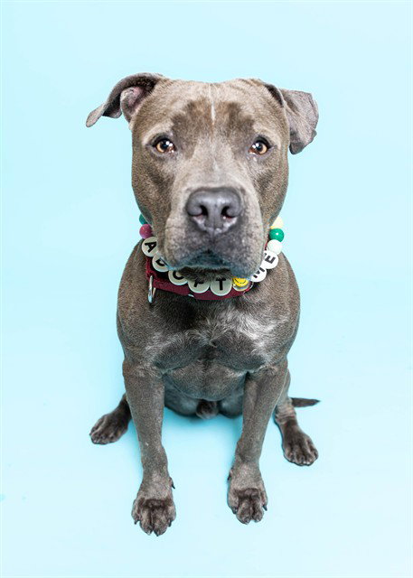 PLUTO - American Staffordshire Terrier available for adoption