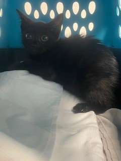 WHISP - Domestic Short Hair available for adoption