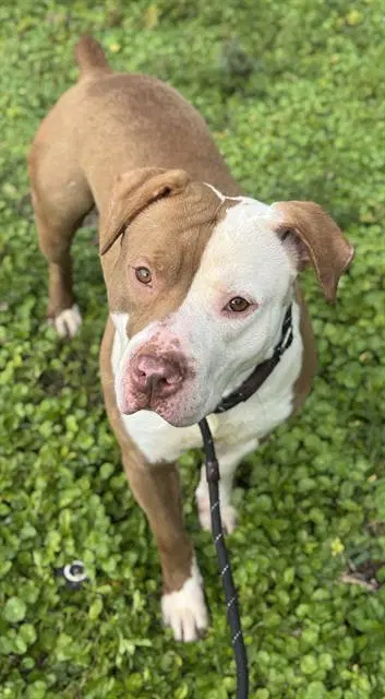 Donald - American Staffordshire Terrier