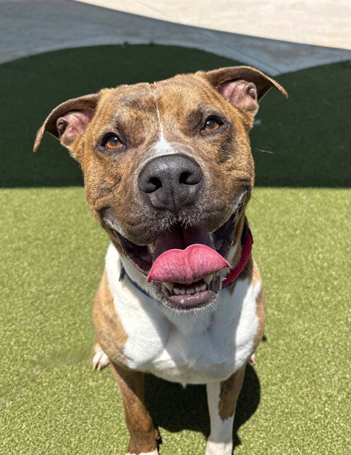BOYNTON, an adoptable American Staffordshire Terrier in Fort Lauderdale, FL