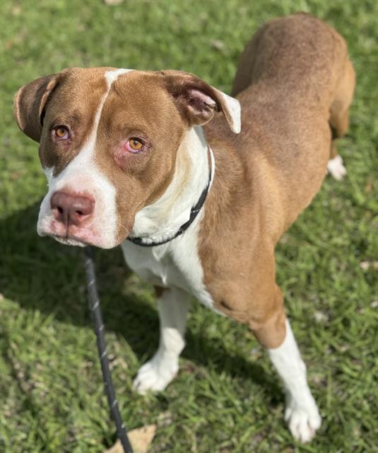 Pit Bull