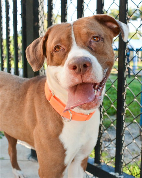 ALTON, an adoptable American Staffordshire Terrier in Fort Lauderdale, FL