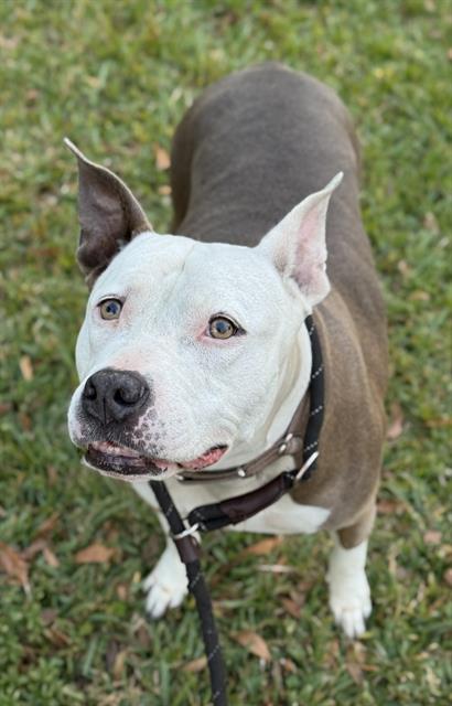PHOEBE, an adoptable American Staffordshire Terrier in Fort Lauderdale, FL