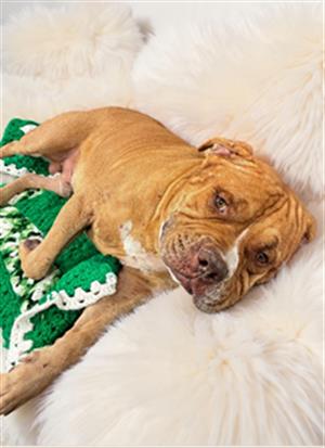 Pit Bull