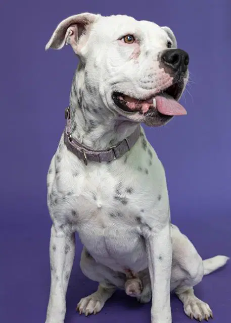 Milo - American Bulldog