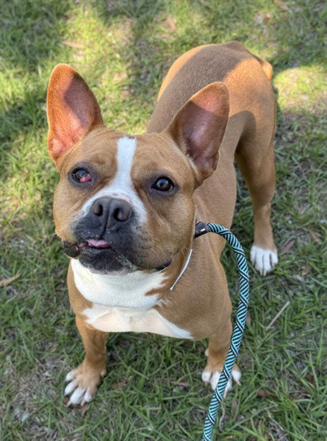 Pit Bull