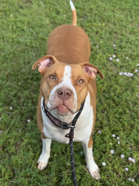 Pit Bull