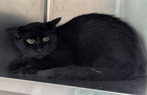 picture of the cat needing adoption