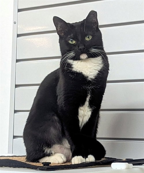 CAMDEN, Adult Domestic Short Hair (medium coat), cat for adoption in Miami Beach, Florida