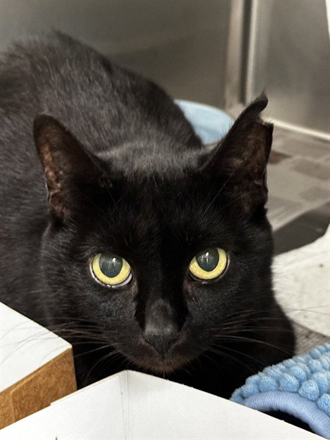 BILLIE, an adoptable Domestic Short Hair in Fort Lauderdale, FL