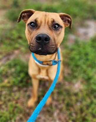 Pit Bull