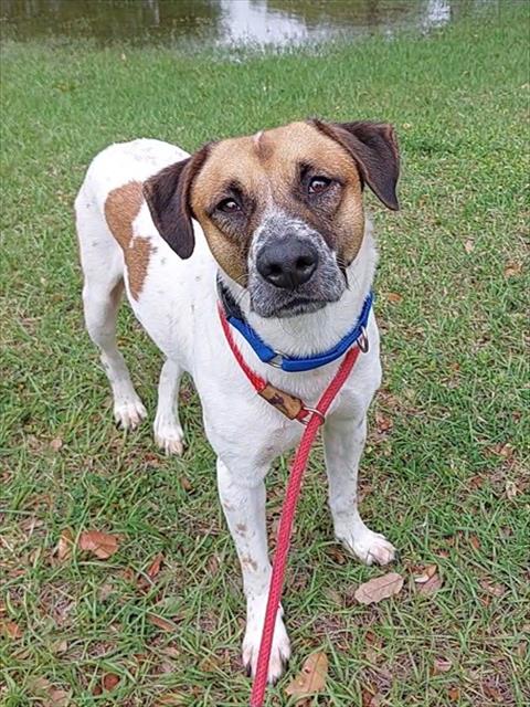 HARRISON, an adoptable Pointer in Fort Lauderdale, FL