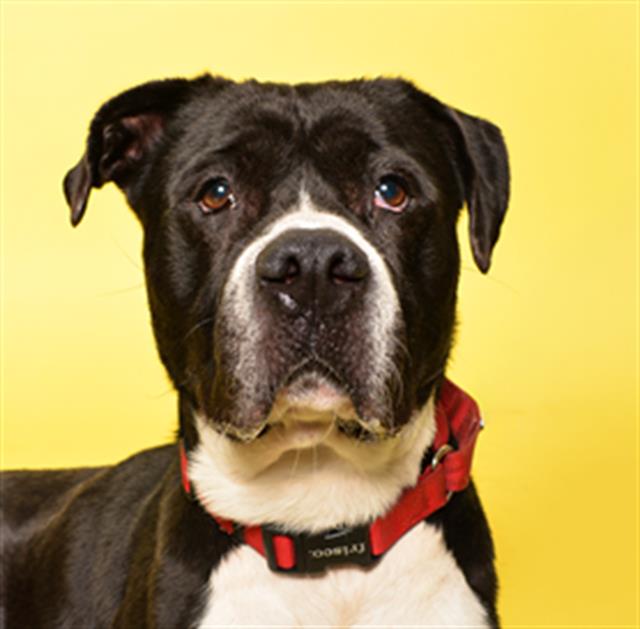 Pit Bull