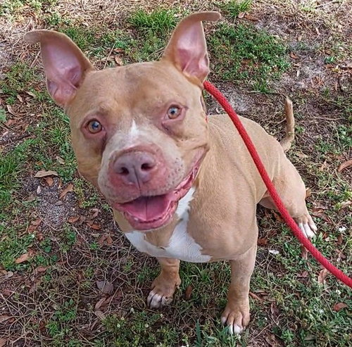 KING, an adoptable American Staffordshire Terrier in Fort Lauderdale, FL