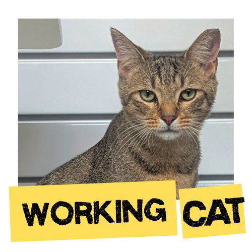 MILO, Young Domestic Short Hair (medium coat), cat for adoption in Miami Beach, Florida