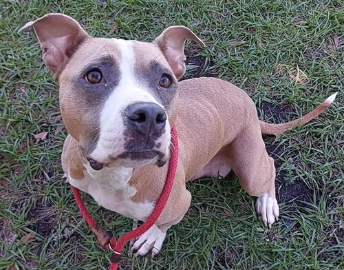 BUTTERSCOTCH, an adoptable American Staffordshire Terrier in Fort Lauderdale, FL