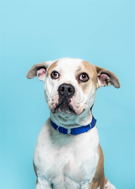 QUESA, an adoptable American Bulldog in Fort Lauderdale, FL