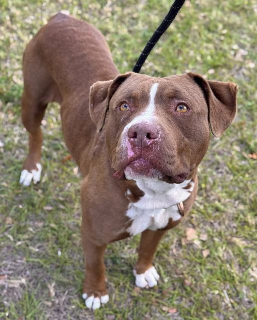 TAFFY, an adoptable American Bulldog in Fort Lauderdale, FL