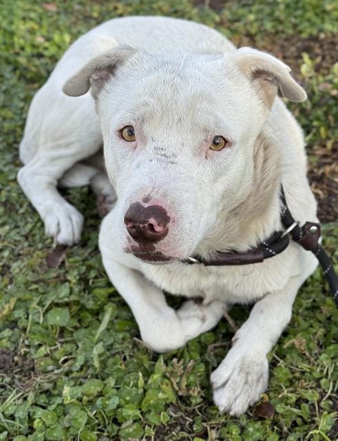 TUCKER, an adoptable Labrador Retriever in Fort Lauderdale, FL
