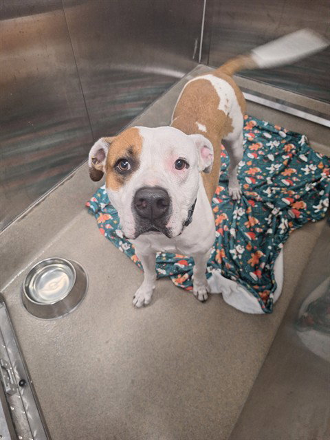 WOODY, an adoptable American Bulldog in Fort Lauderdale, FL