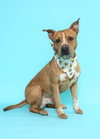 SEAMUS - Photo 1