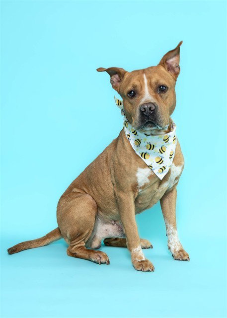 SEAMUS, an adoptable American Staffordshire Terrier in Fort Lauderdale, FL
