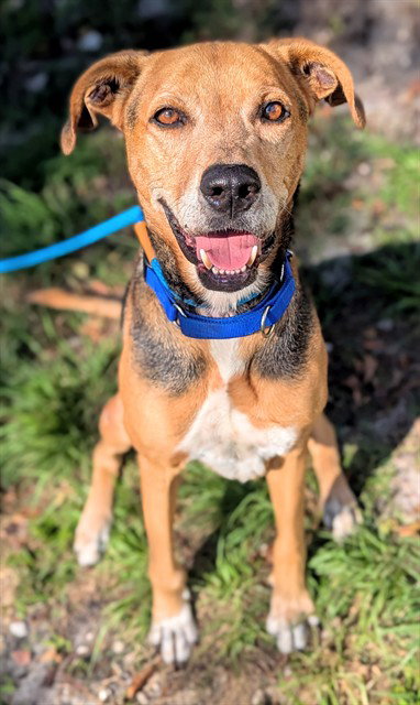 ZEUS, an adoptable Harrier in Fort Lauderdale, FL