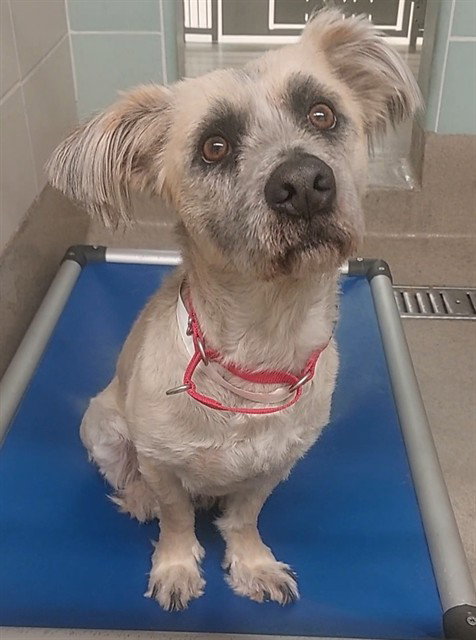 HOPPER, an adoptable Cairn Terrier in Fort Lauderdale, FL