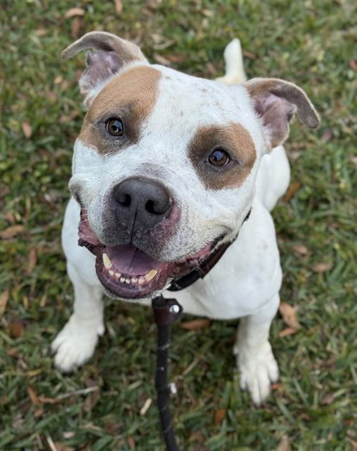 DOMINO, an adoptable American Staffordshire Terrier in Fort Lauderdale, FL