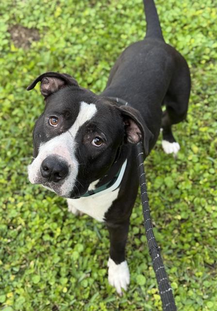 PEPSI, an adoptable American Staffordshire Terrier in Fort Lauderdale, FL