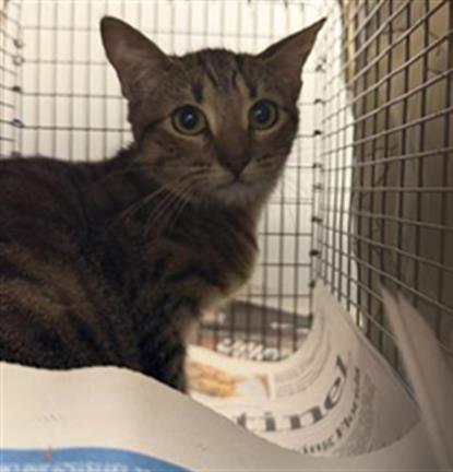 FRANKIE, an adoptable Domestic Short Hair in Fort Lauderdale, FL