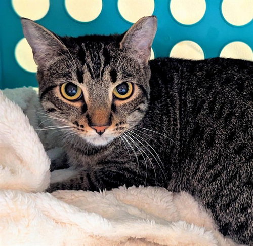 FRANKIE, Young Domestic Short Hair (medium coat), cat for adoption in Miami Beach, Florida