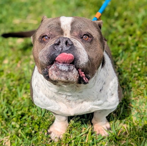 LITTLE JOHN, an adoptable American Bulldog in Fort Lauderdale, FL