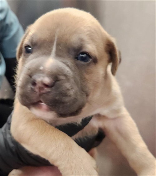 VANILLA, an adoptable American Staffordshire Terrier in Fort Lauderdale, FL