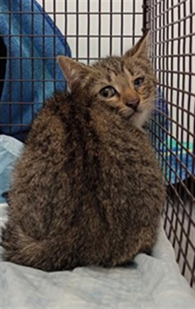 picture of the cat needing adoption