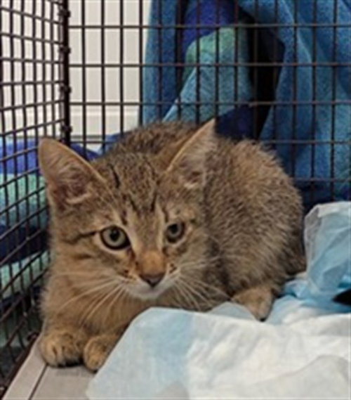 picture of the cat needing adoption