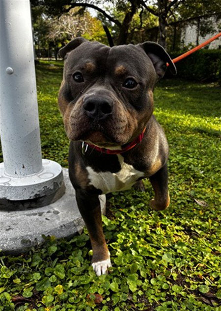 picture of the dog needing adoption
