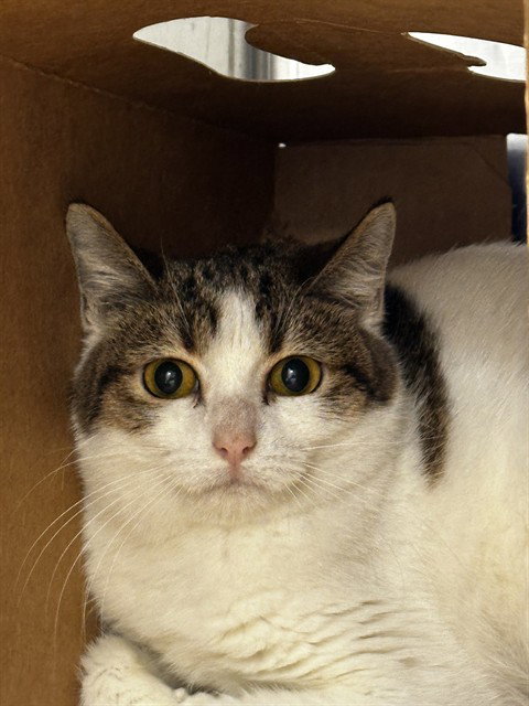 ALICE, Young Domestic Short Hair (medium coat), cat for adoption in Miami Beach, Florida