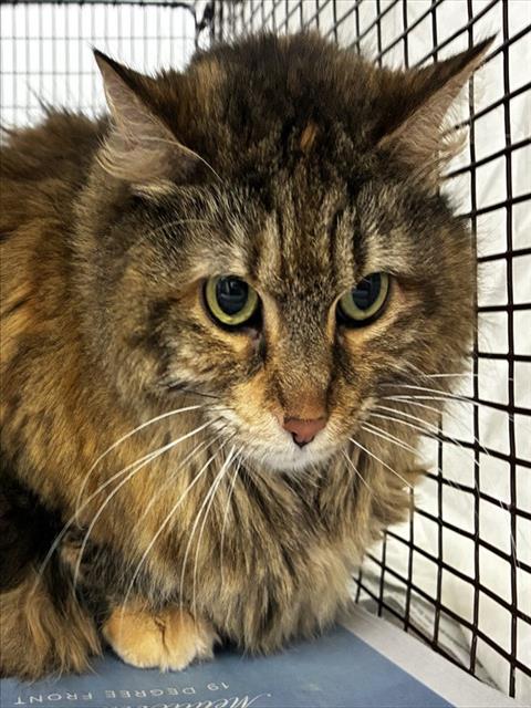 picture of the cat needing adoption