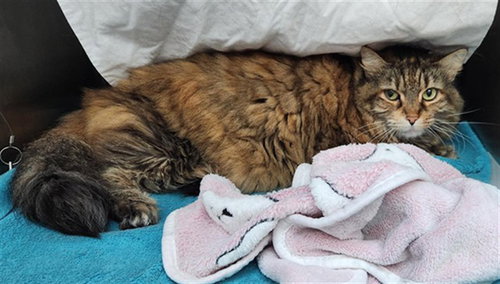 ROSY, Senior Domestic Short Hair (medium coat), cat for adoption in Miami Beach, Florida