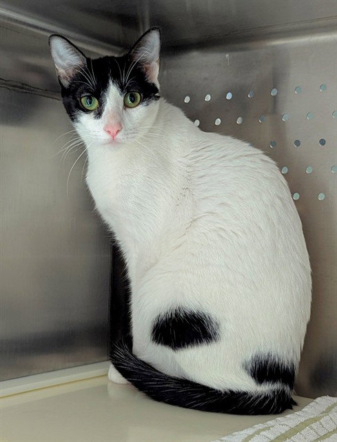picture of the cat needing adoption