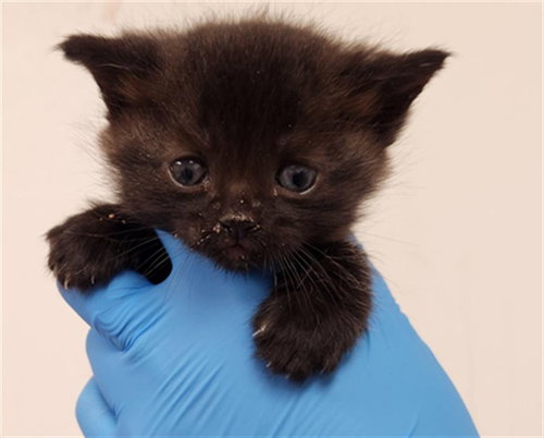 picture of the cat needing adoption