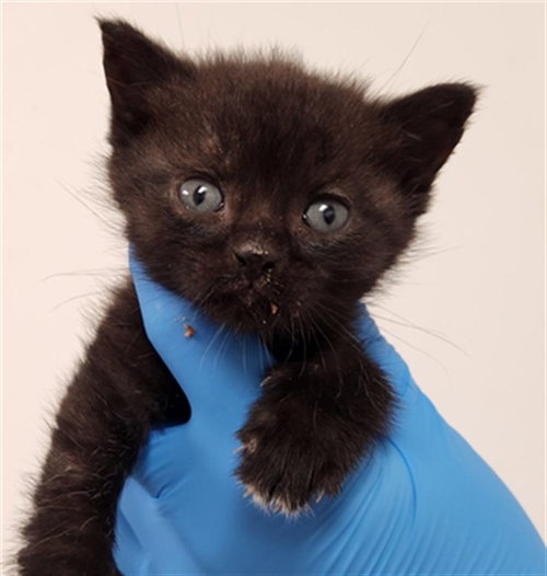 picture of the cat needing adoption